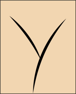 Brazil Holliwood